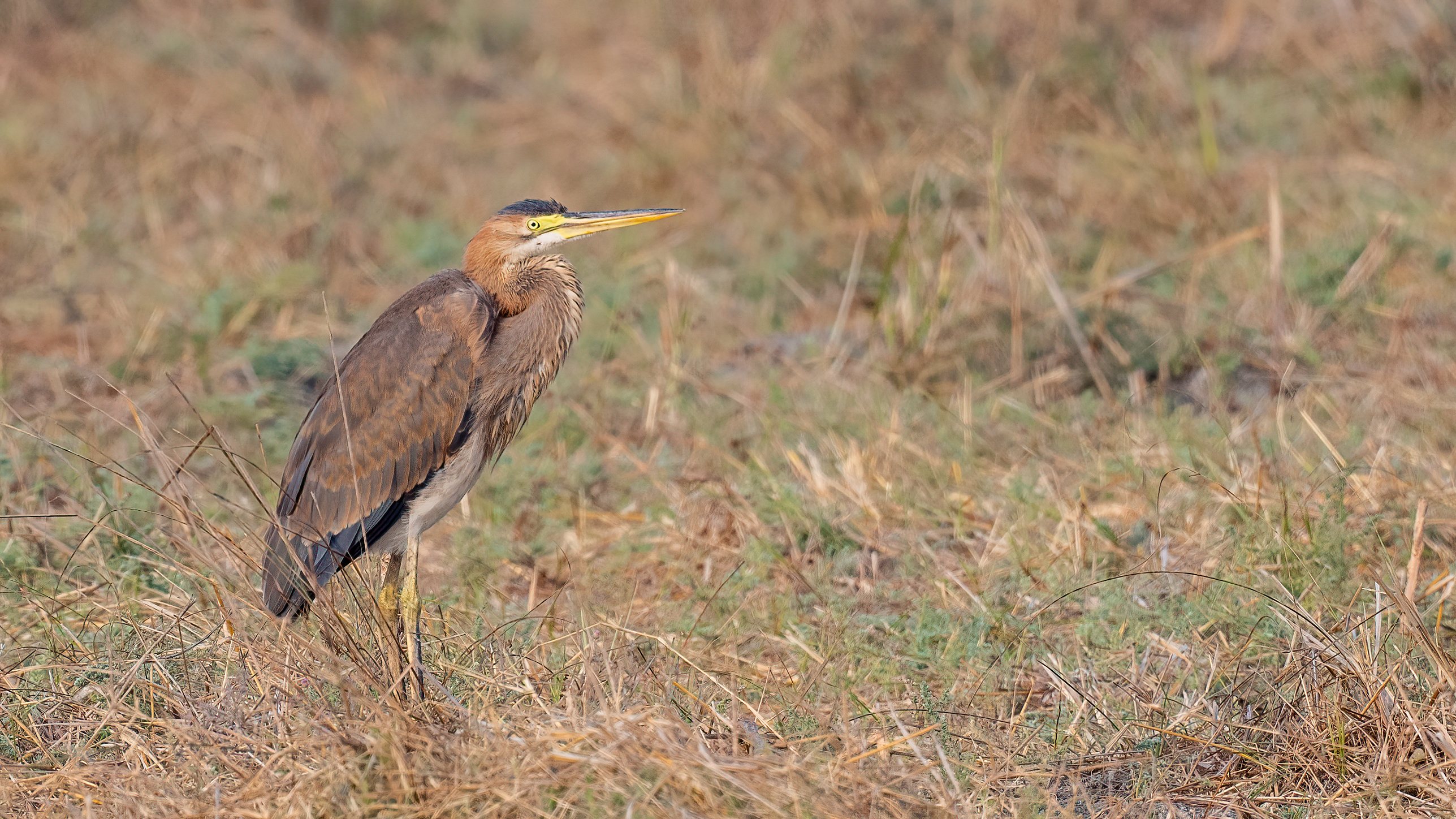 Purple Heron